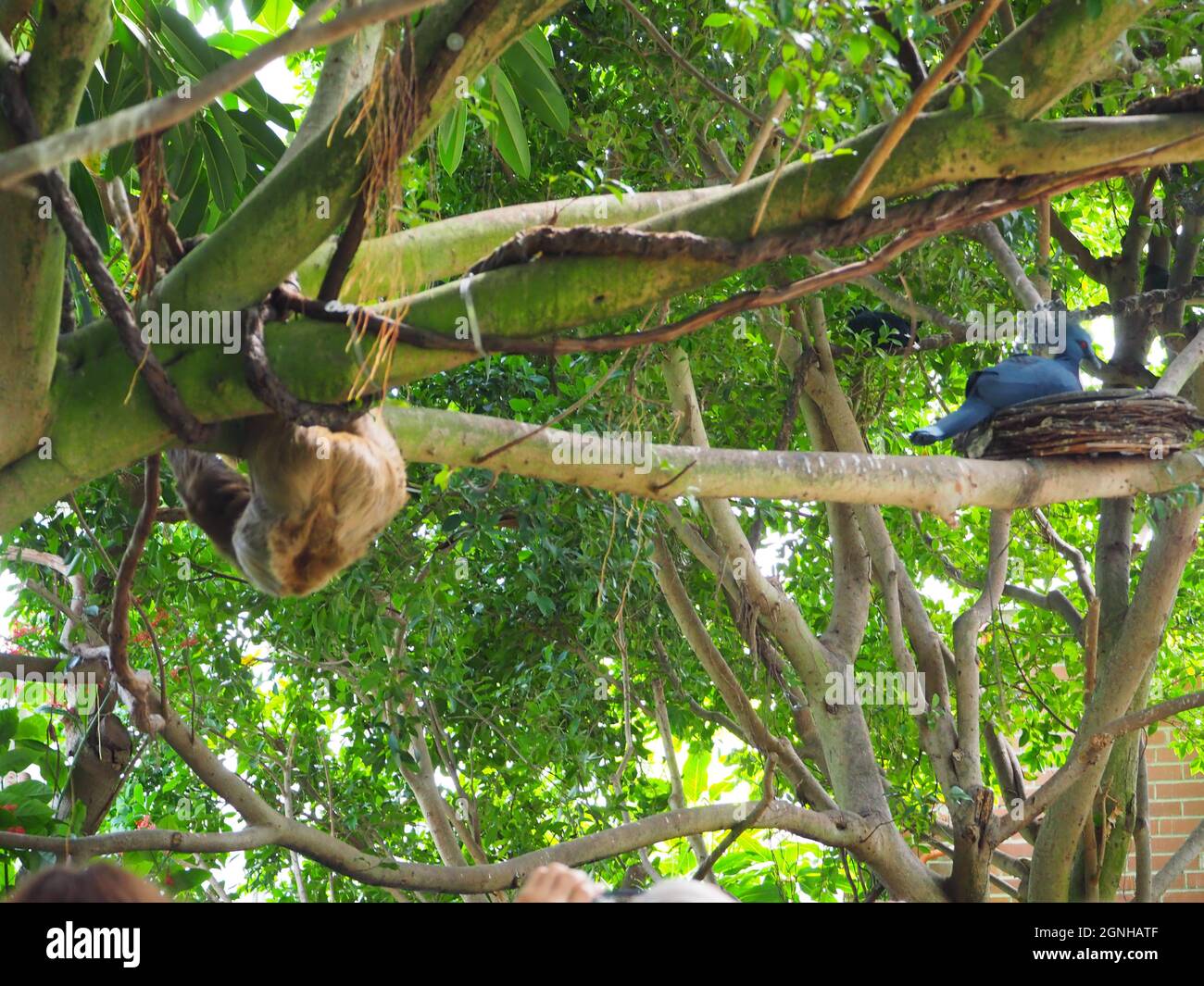 National Aviary - le Sloth à deux doigts de Linnaeus en mouvement Banque D'Images
