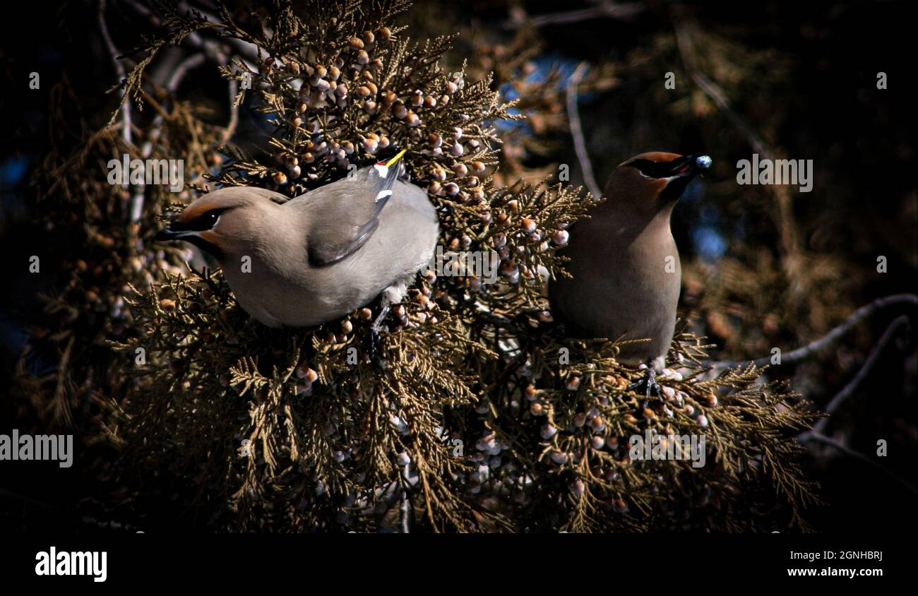 Des ailes de cèdre lors d'une journée d'hiver enneigée en mangeant des baies dans un arbre Banque D'Images