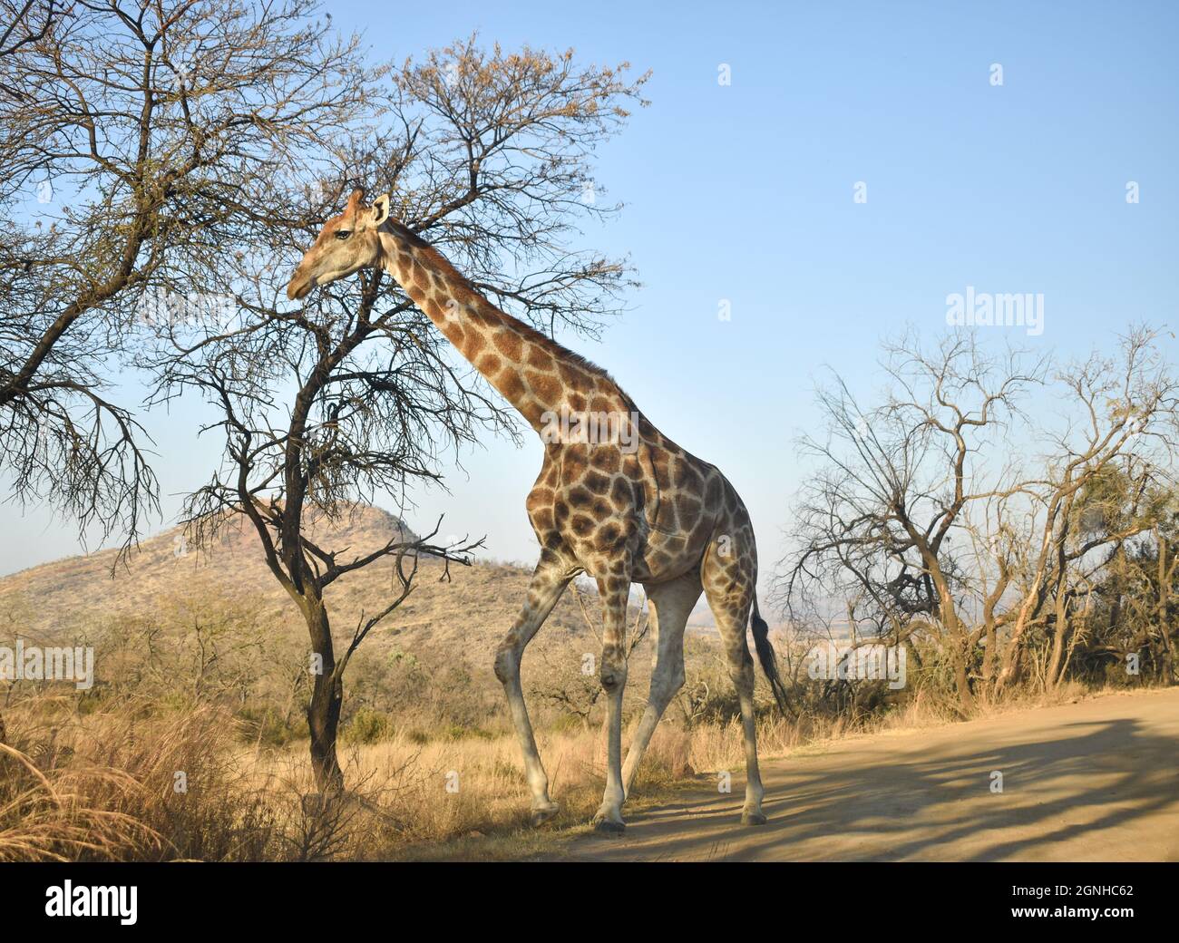 Une girafe à la promenade au parc Lion & Safari Banque D'Images