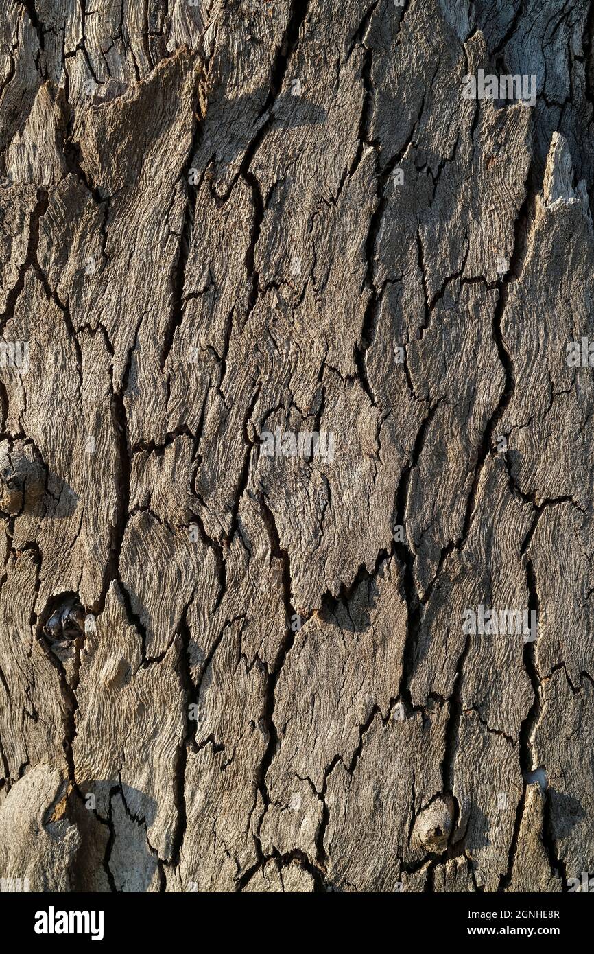 Gros plan sur l'écorce d'eucalyptus Banque D'Images