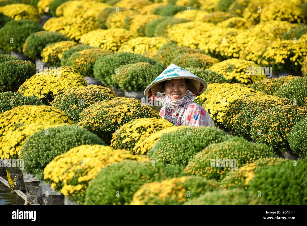 Cuc Mam Xoi Ou Champ De Fleurs De Chrysanthemum Ville De Sa Dec C Est Une Tres Belle Fleur Et A L Occasion Du Nouvel An Lunaire Photo Stock Alamy