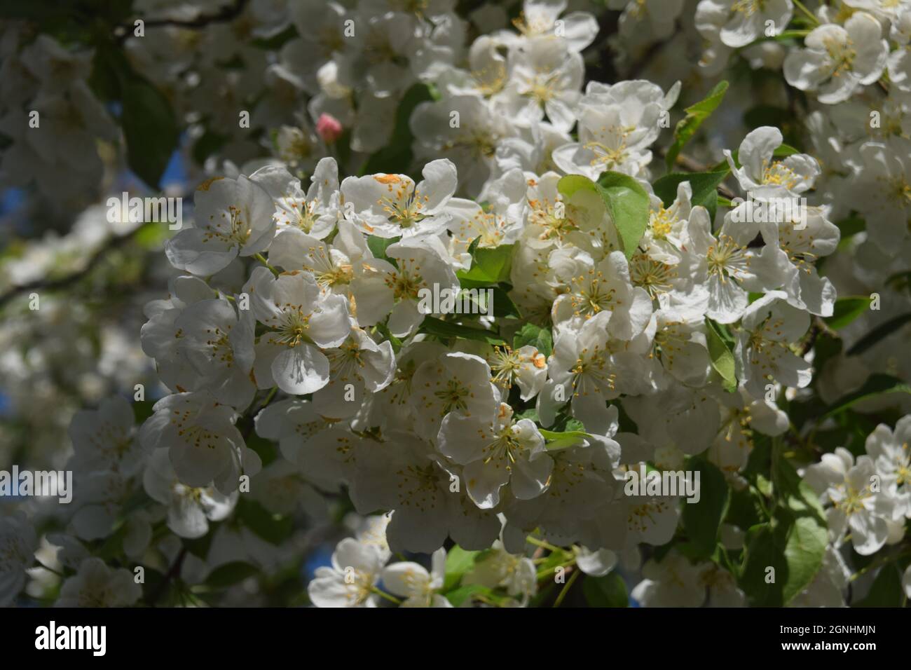 Des écrevisses fleurissent dans l'Oregon Banque D'Images