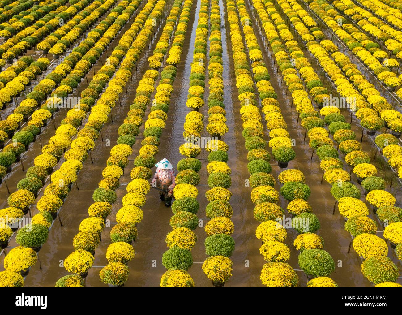 Cuc Mam Xoi Ou Champ De Fleurs De Chrysanthemum Ville De Sa Dec C Est Une Tres Belle Fleur Et A L Occasion Du Nouvel An Lunaire Photo Stock Alamy