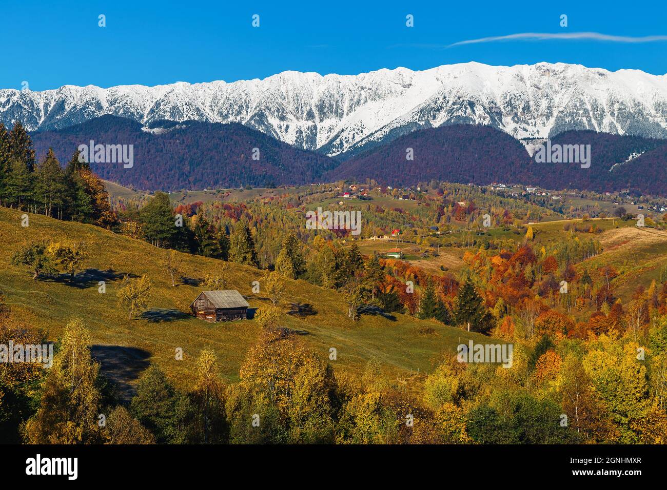 Paysage d'automne admirable et forêt feuillue colorée sur les pentes. Forêt colorée et montagnes enneigées en arrière-plan, montagnes Piatra Craiului, Banque D'Images
