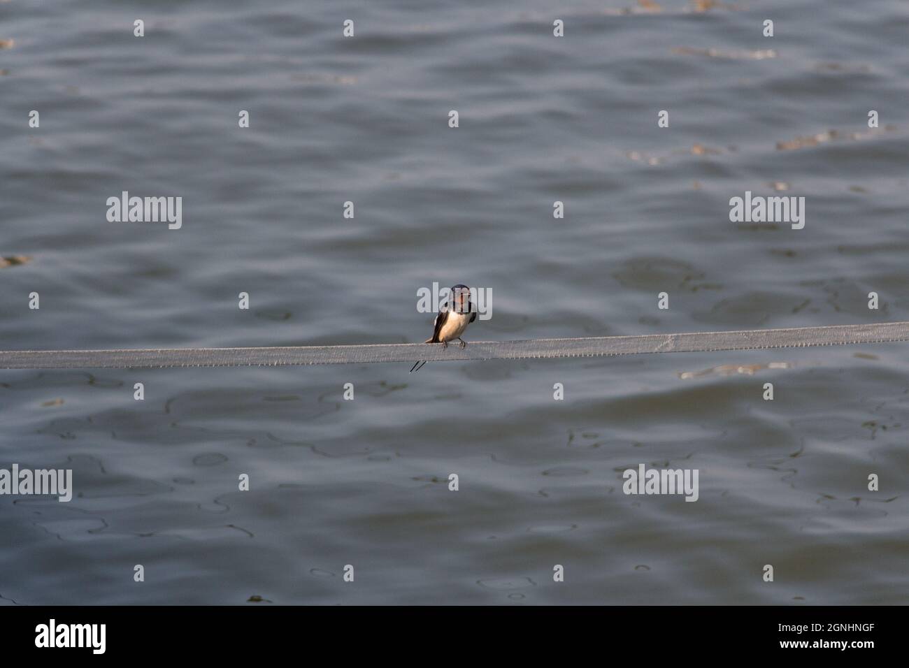 La vue d'une hirondelle assise sur une corde avec de l'eau en arrière-plan. Banque D'Images