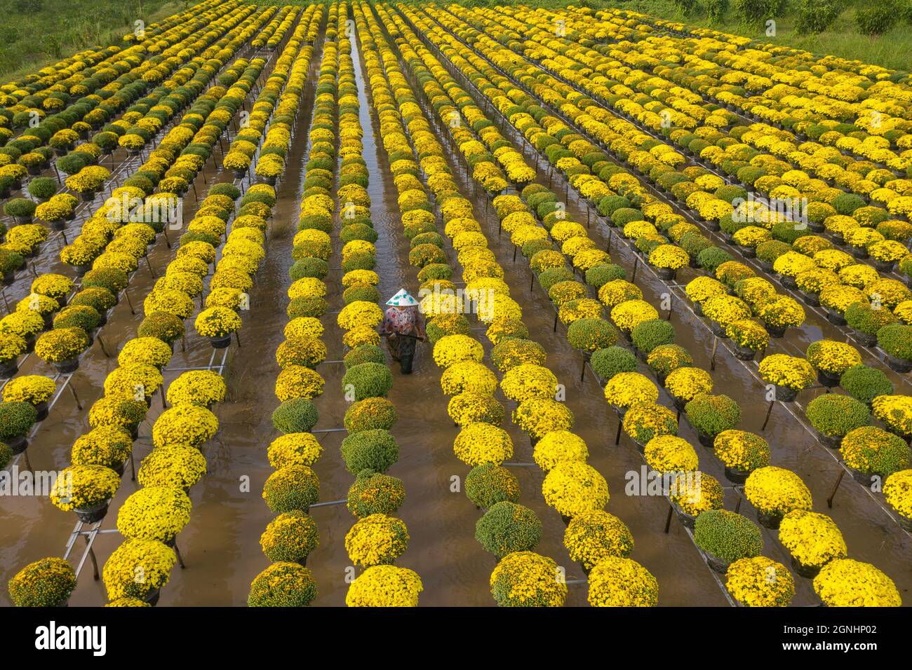 Cuc Mam Xoi Ou Champ De Fleurs De Chrysanthemum Ville De Sa Dec C Est Une Tres Belle Fleur Et A L Occasion Du Nouvel An Lunaire Photo Stock Alamy