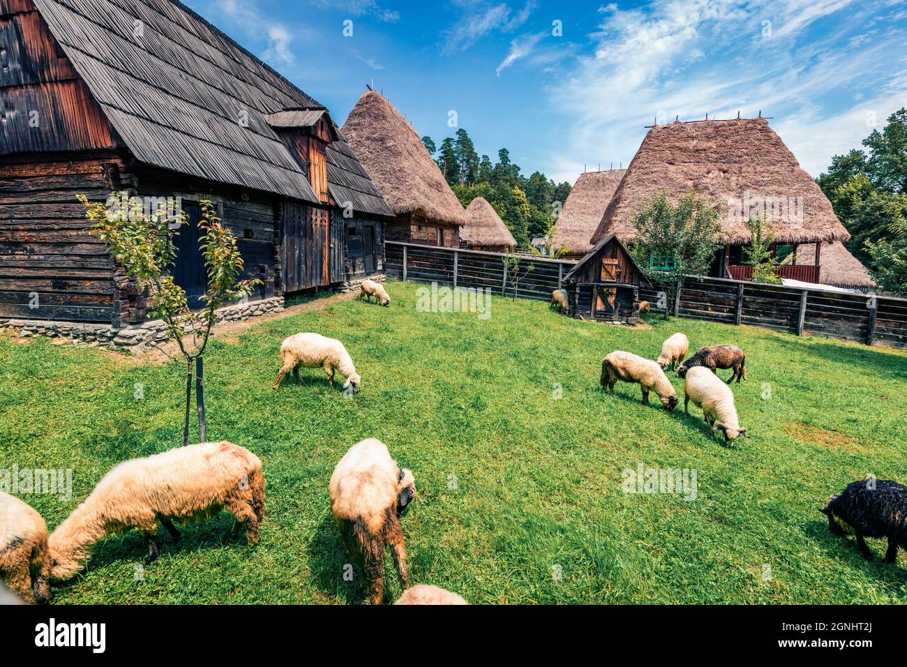 Troupeau de moutons dans le village des hautes terres. Paysage rural pittoresque en Transylvanie, Roumanie, Europe. Magnifique scène matinale de campagne. Banque D'Images