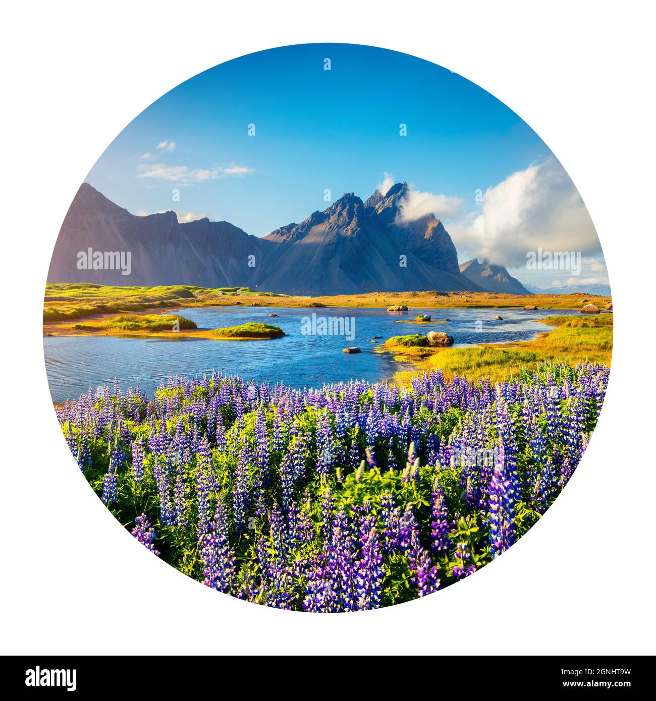 Icône ronde de la nature avec paysage. Fleurs de lupin sur le promontoire de Stokksnes, sur la côte sud-est de l'Islande. Islande, Europe. Photograp Banque D'Images