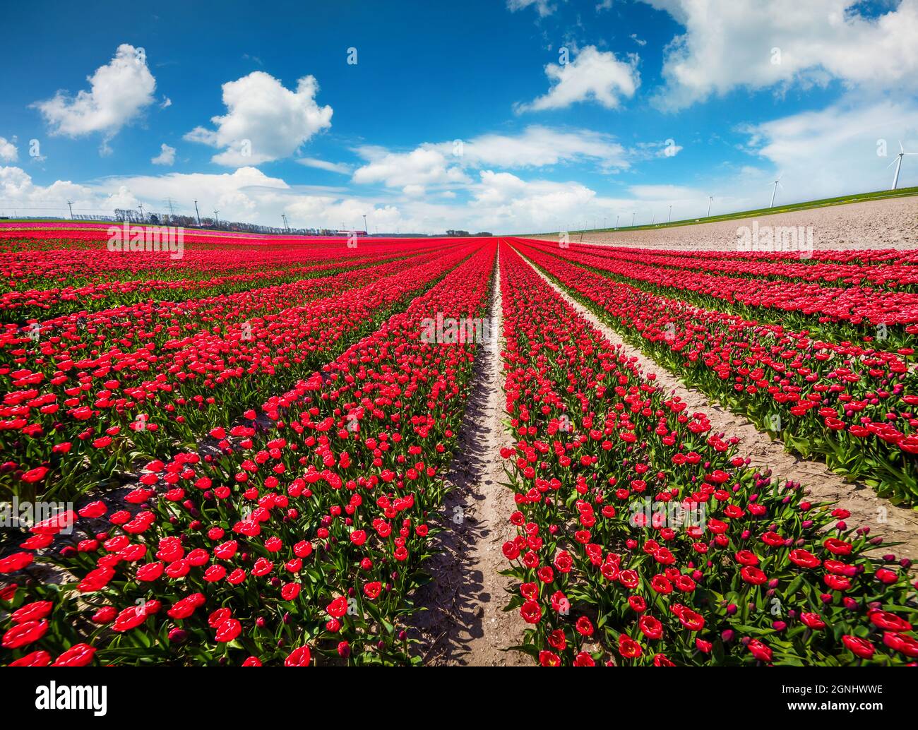 Éoliennes électriques dans le domaine des fleurs de tulipe en fleurs. Scène de printemps ensoleillée en Hollande. Vue pittoresque du matin sur la ferme florale, Espel vill Banque D'Images