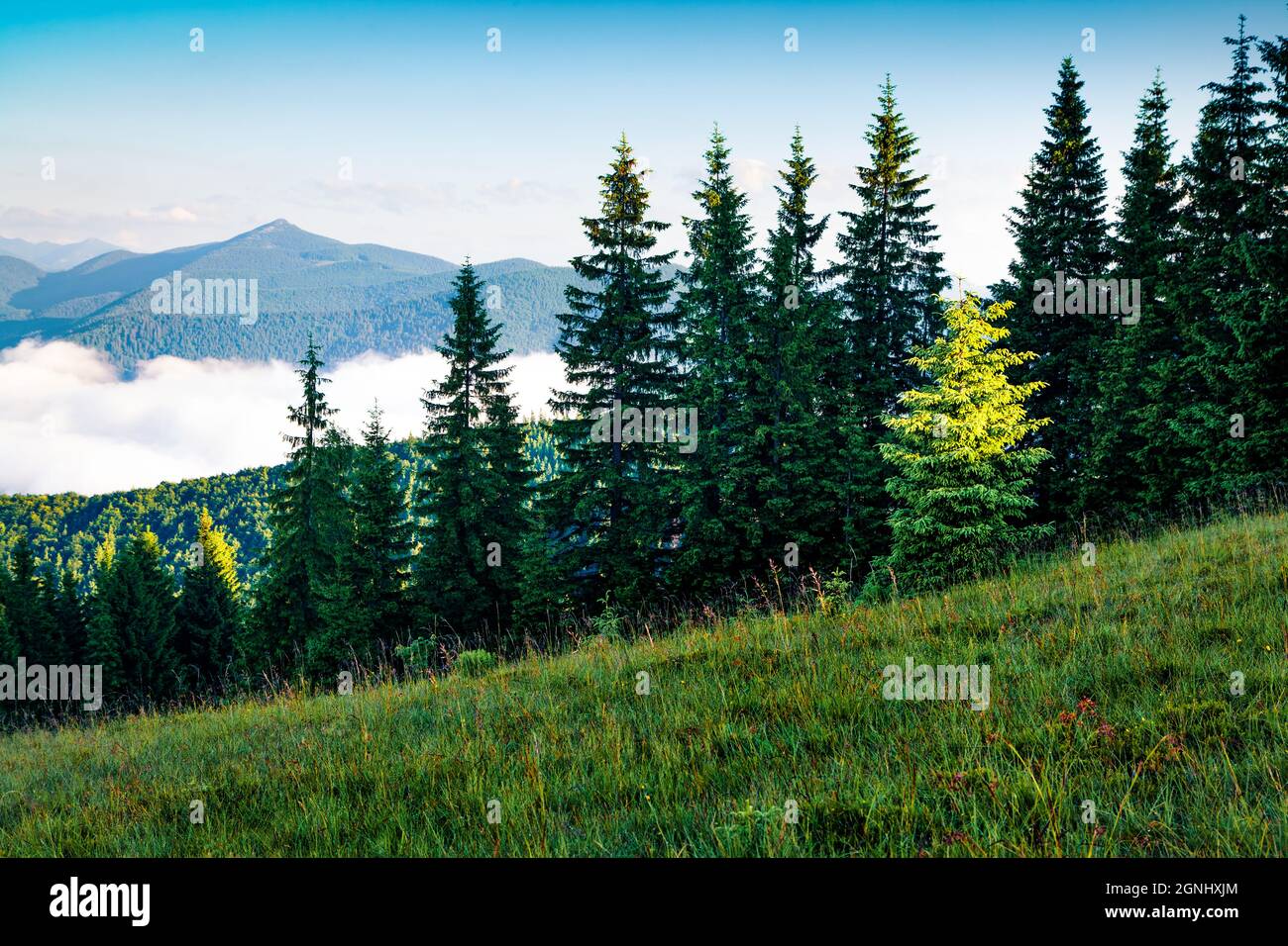 Premier pré vert et lumineux dans les montagnes. Morning brumeux dans les Carpates. Belle scène ensoleillée de vallée de montagne en juin, Ukraine, E Banque D'Images