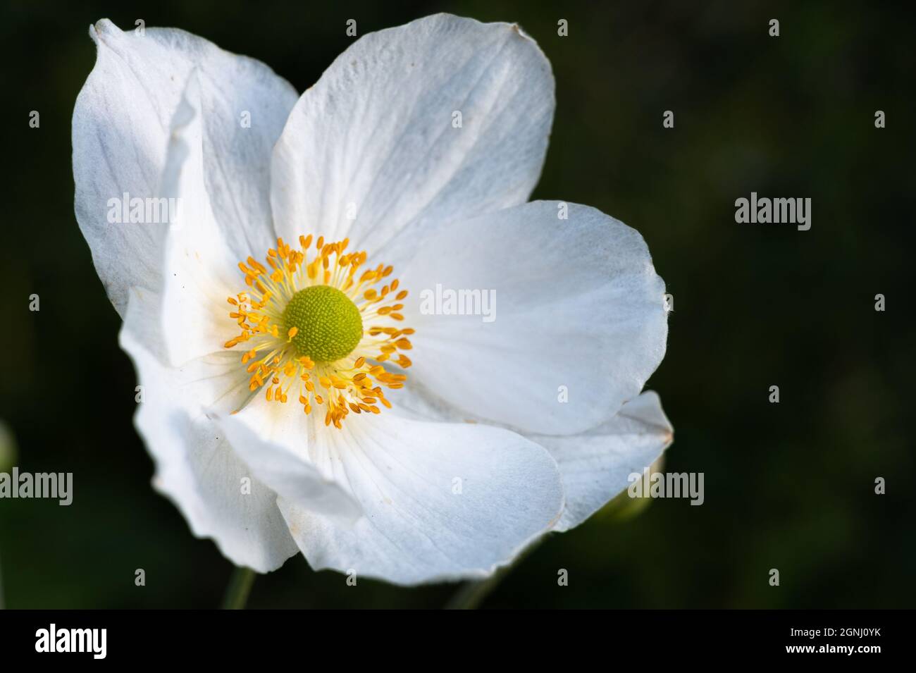 Close up of a white Anemone japonais Banque D'Images