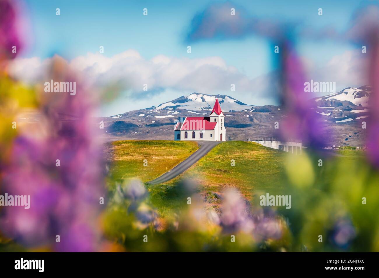 Belle vue du matin de l'église emblématique de glace - Ingjaldsholl. Scène estivale colorée de l'Islande avec champ de fleurs lupin et montagne enneigée Banque D'Images