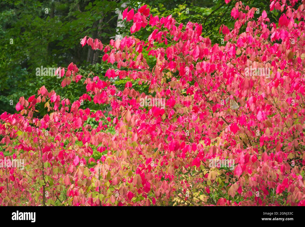 Automne feuilles lumineuses d'un buisson de nuances rouges Banque D'Images