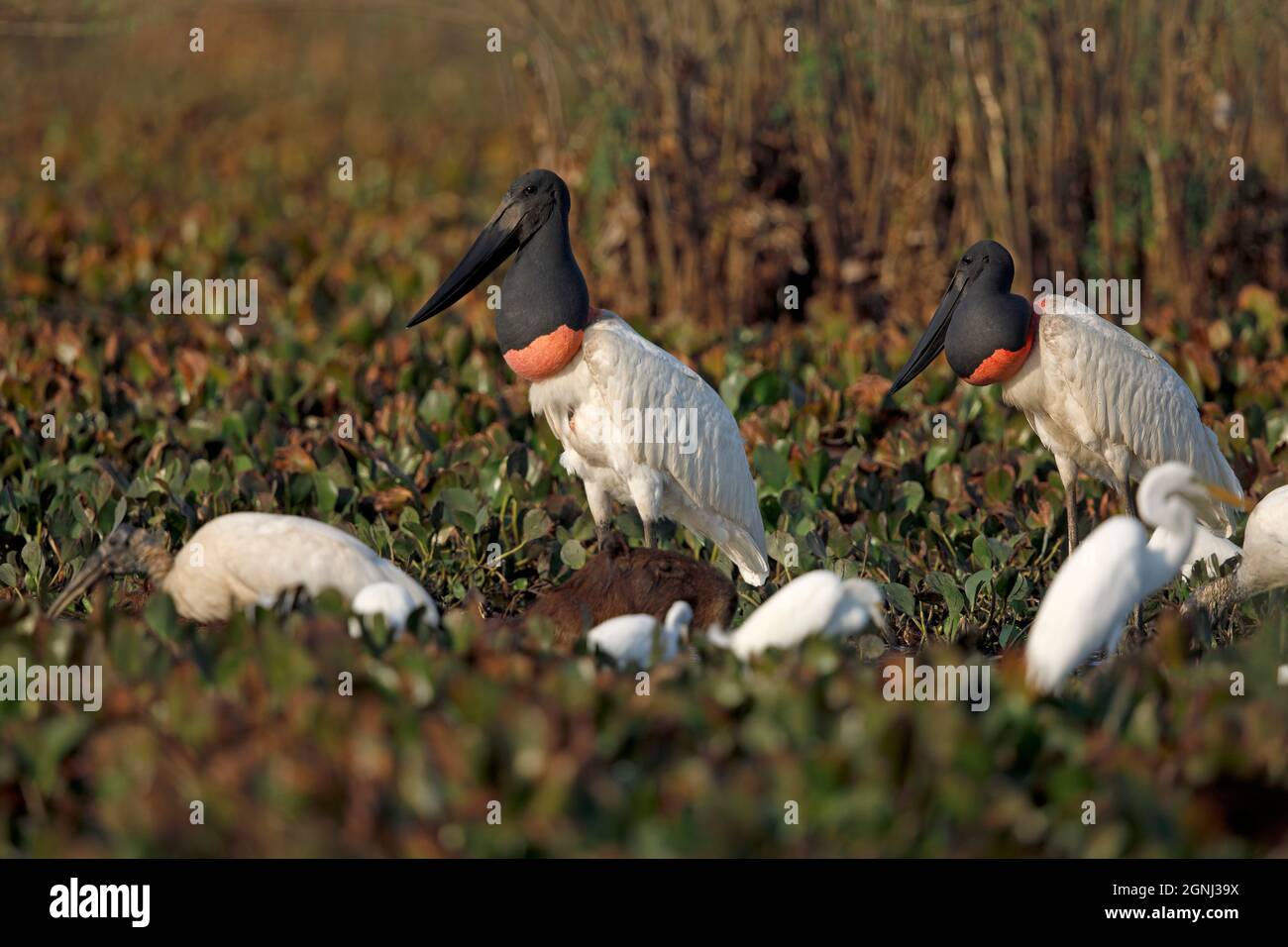 Jabiru, Pousada Piuval, Brésil, septembre 2017 Banque D'Images