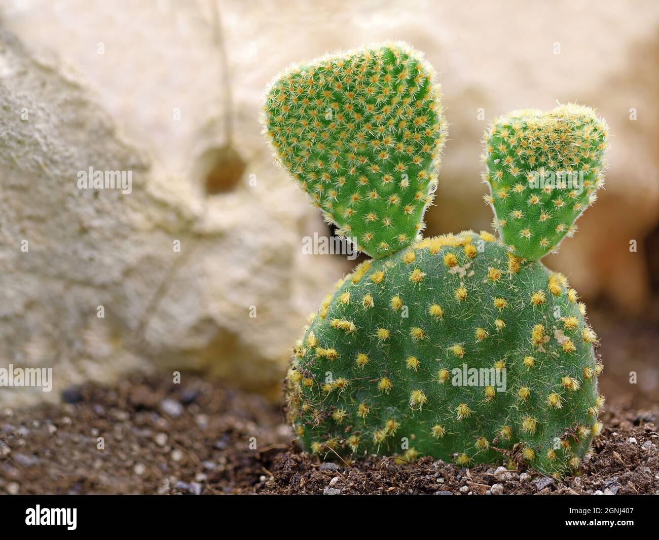 petite opuntia microdasys, oreilles de lapin cactus, plantées en terrain ouvert près d