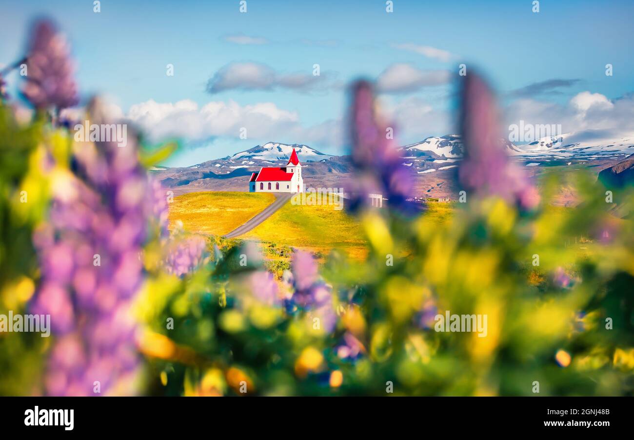 Le matin, vue ensoleillée sur l'église emblématique de glace - Ingjaldsholl. Scène estivale colorée de l'Islande avec champ de fleurs lupin et montagne enneigée Banque D'Images