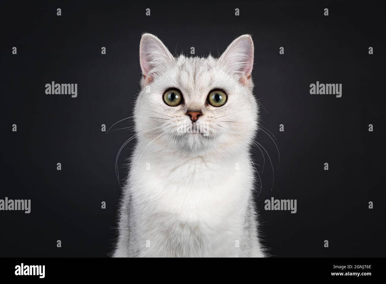 Photo à la tête d'un adorable chaton cachaton cachaton de Shorthair gris argenté, assis face à l'avant. En regardant vers l'appareil photo. Isolé sur un fond noir. Banque D'Images