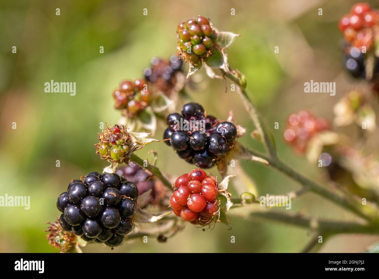 Mûres, mûres, mûres (Rubus fruticosus). Fruits différentes étapes de mûrissement. La couleur attire l'attention des oiseaux frugivores. Banque D'Images