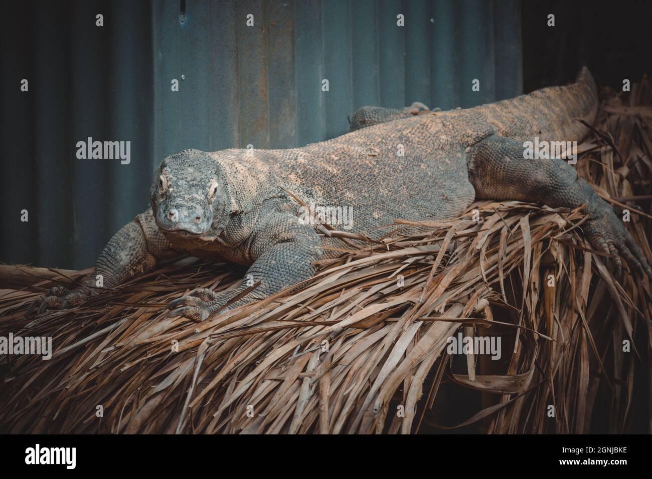 un portrait fantastique d'un dragon de komodo Banque D'Images