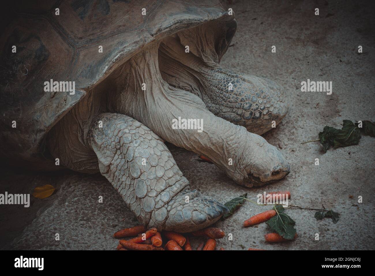 un portrait d'une jolie tortue terrestre Banque D'Images
