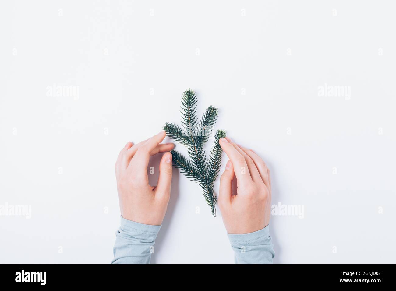 Mains de femme tenant la branche de sapin sur fond blanc, pose minimale plate. Banque D'Images