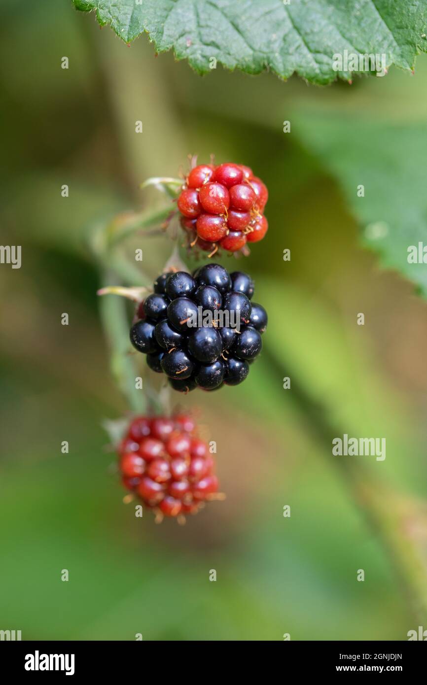 ABlackberry, Blackberries, mûres et mûrissement (Rubus fruticosus). Mélanger les fruits à