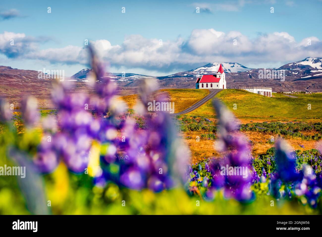 Vue panoramique le matin de l'église emblématique de glace - Ingjaldsholl. Magnifique scène d'été de l'Islande avec champ de fleurs lupin et montagne enneigée Banque D'Images