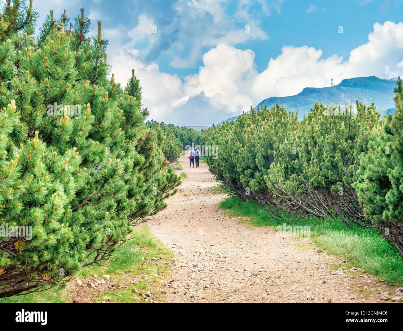 Deux randonneurs marchant sur un sentier entre les pins des montagnes naines (Pinus mugo) dans les montagnes Bucegi, Roumanie Banque D'Images
