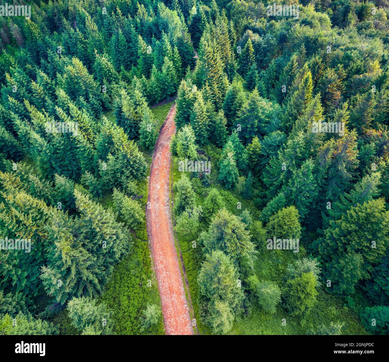 Vue tout droit sur la forêt de montagne avec la vieille route de campagne. Scène de vert frais des montagnes carpathes, Ukraine, Europe. Présentation du concept de déplacement. Banque D'Images