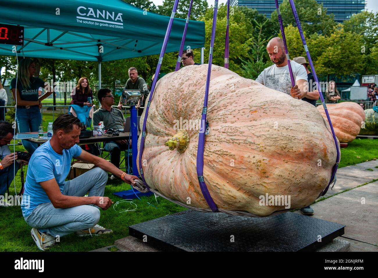 Utrecht, pays-Bas. 25 septembre 2021. Certains hommes de l'organisation sont vus préparer l'un des plus lourds potiron pour la pesée.pendant le championnat hollandais, les participants de différents légumes géants se disputent les uns contre les autres. Ils rivalisent dans leur propre catégorie pour le légume le plus grand, le plus long et/ou le plus lourd. La pesée des citrouilles géantes et d'un certain nombre d'autres légumes géants est enregistrée auprès du Grand Commonwealth des citrouilles (BPC). Cette année, le gagnant était un jeune agriculteur avec une citrouille géante de 887 kg. Crédit : SOPA Images Limited/Alamy Live News Banque D'Images