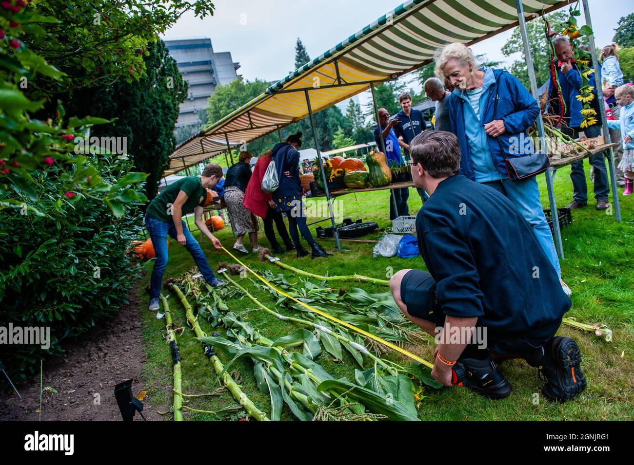 Utrecht, pays-Bas. 25 septembre 2021. Deux hommes sont vus mesurer les tiges des tournesols géants.pendant le championnat hollandais, les participants de différents légumes géants rivalisent les uns contre les autres. Ils rivalisent dans leur propre catégorie pour le légume le plus grand, le plus long et/ou le plus lourd. La pesée des citrouilles géantes et d'un certain nombre d'autres légumes géants est enregistrée auprès du Grand Commonwealth des citrouilles (BPC). Cette année, le gagnant était un jeune agriculteur avec une citrouille géante de 887 kg. Crédit : SOPA Images Limited/Alamy Live News Banque D'Images