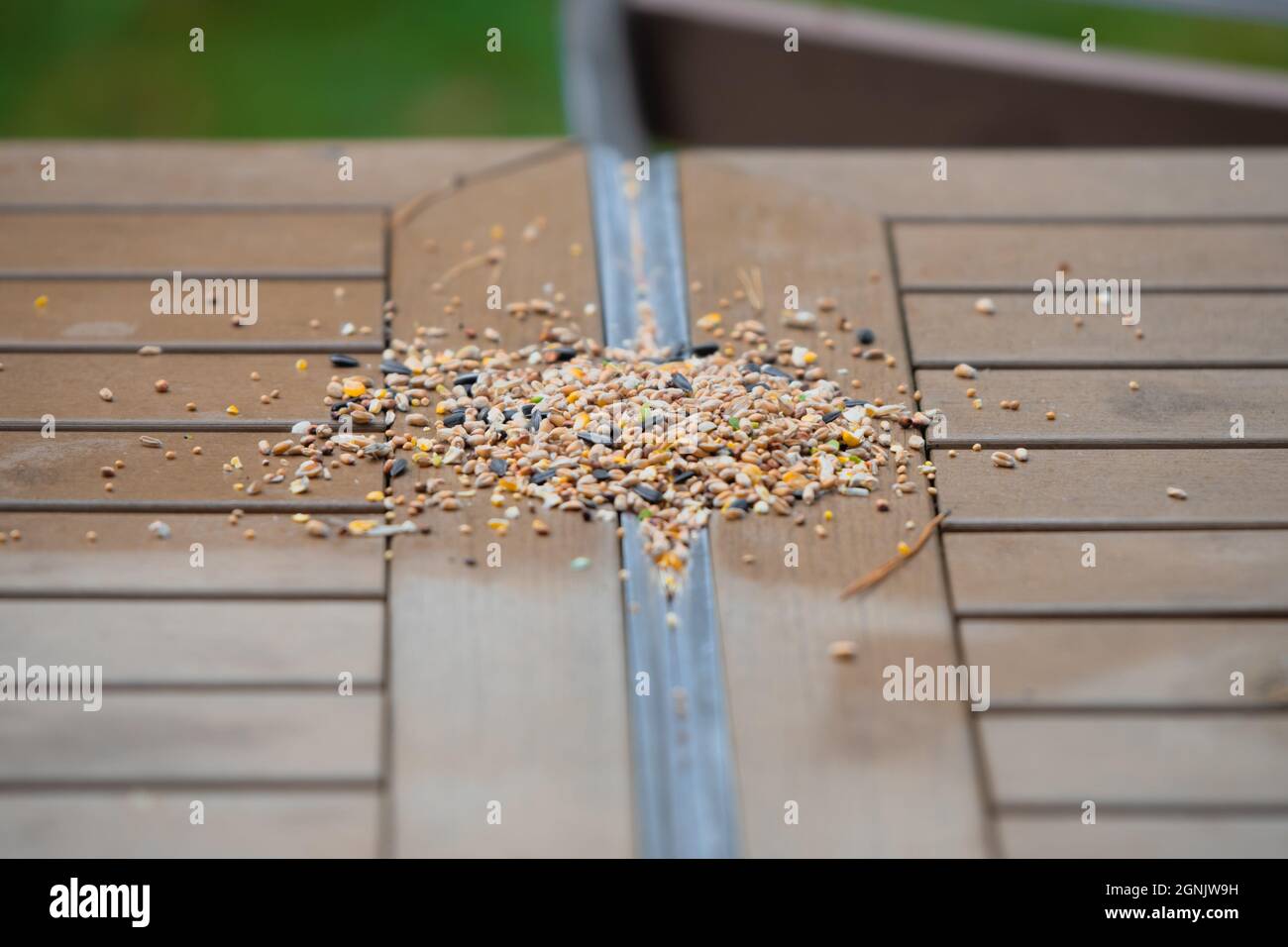 Les oiseaux et les écureuils se nourrissent d'une table sur un site de camp au Royaume-Uni Banque D'Images