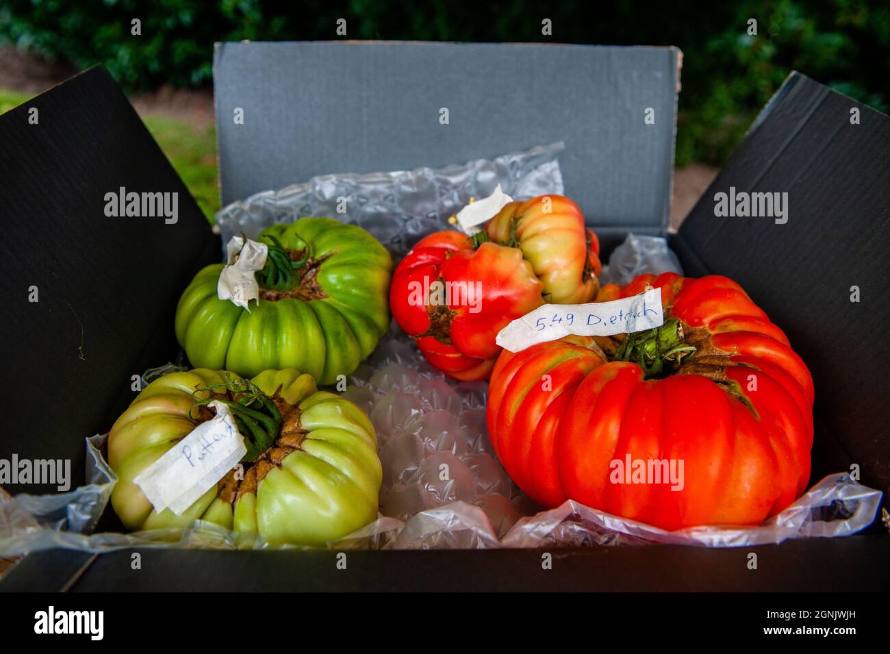 Une vue des tomates géantes exposées pendant la compétition.pendant le championnat hollandais, les participants de différents légumes géants se disputent. Ils rivalisent dans leur propre catégorie pour le légume le plus grand, le plus long et/ou le plus lourd. La pesée des citrouilles géantes et d'un certain nombre d'autres légumes géants est enregistrée auprès du Grand Commonwealth des citrouilles (BPC). Cette année, le gagnant était un jeune agriculteur avec une citrouille géante de 887 kg. (Photo par Ana Fernandez / SOPA Images / Sipa USA) Banque D'Images
