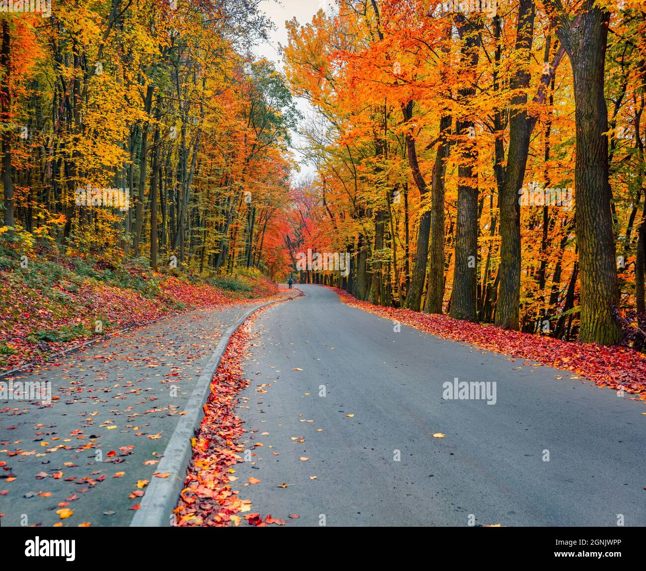 Photographie de paysage. Vue d'automne colorée sur la route asphaltée dans le parc de la ville. Magnifique vue du matin sur le parc de la ville. Pittoresque scène extérieure de public Banque D'Images
