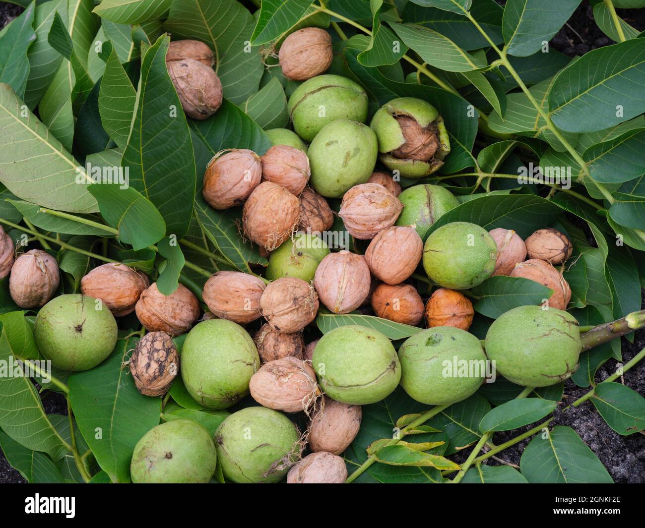 Noix fraîchement récoltées couchées dans des feuilles de noyer. Gros plan. Banque D'Images