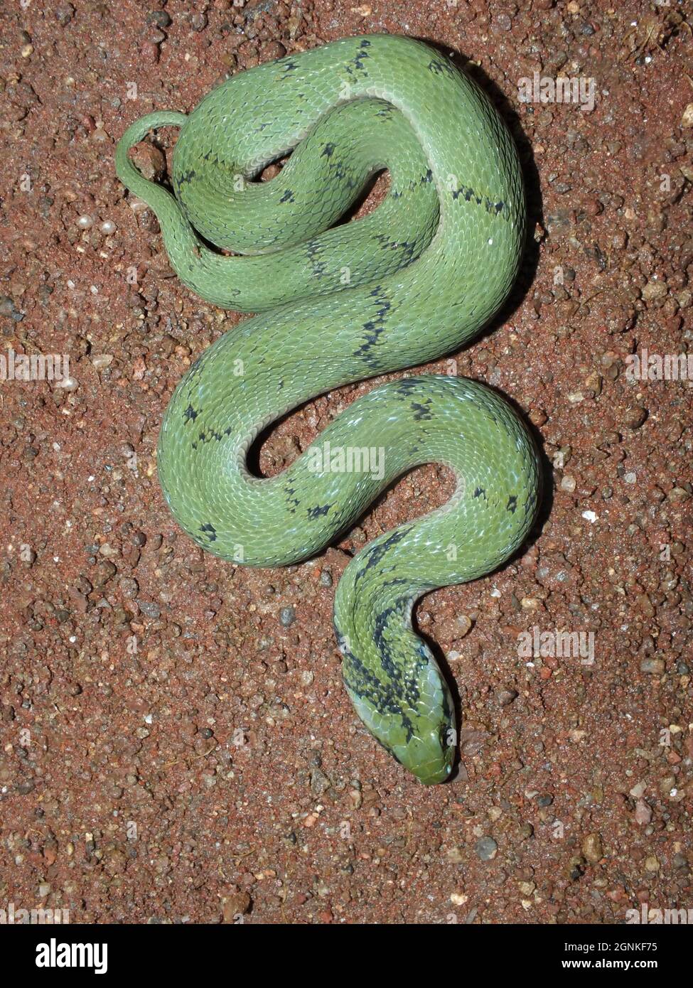 Green Keelback Snake gros plan, Rhabdophis plumbicolor, Satara, Maharashtra, Inde Banque D'Images