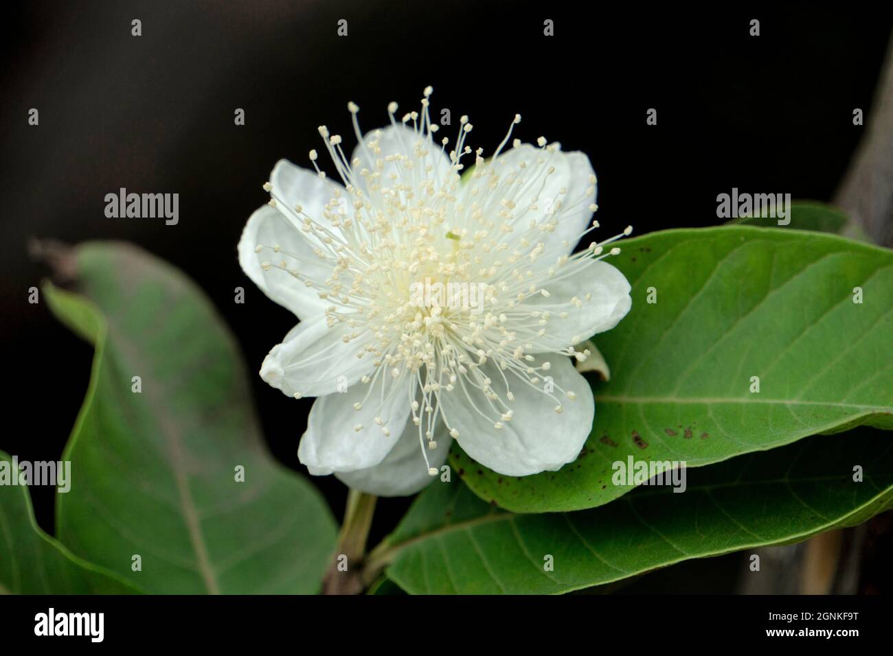 Fleur de goyave de pomme mûre, Psidium guajava, Satara, Maharashtra, Inde Banque D'Images