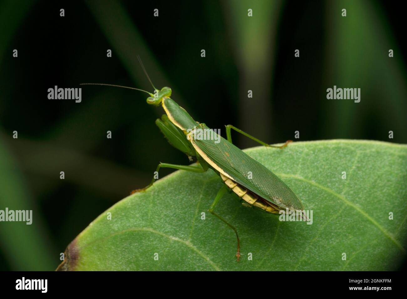 Mantis floraux, Euantissa pulchra, Satara, Maharashtra, Inde Banque D'Images