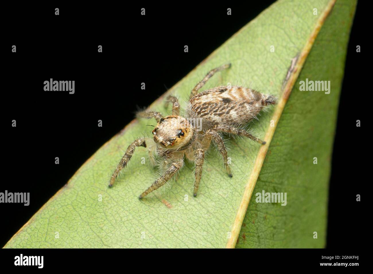 Hyllus semicupreus, le cavalier à corps lourd. Originaire de l'Inde et de Sri Lankafemale, Satara, Maharashtra, Inde Banque D'Images