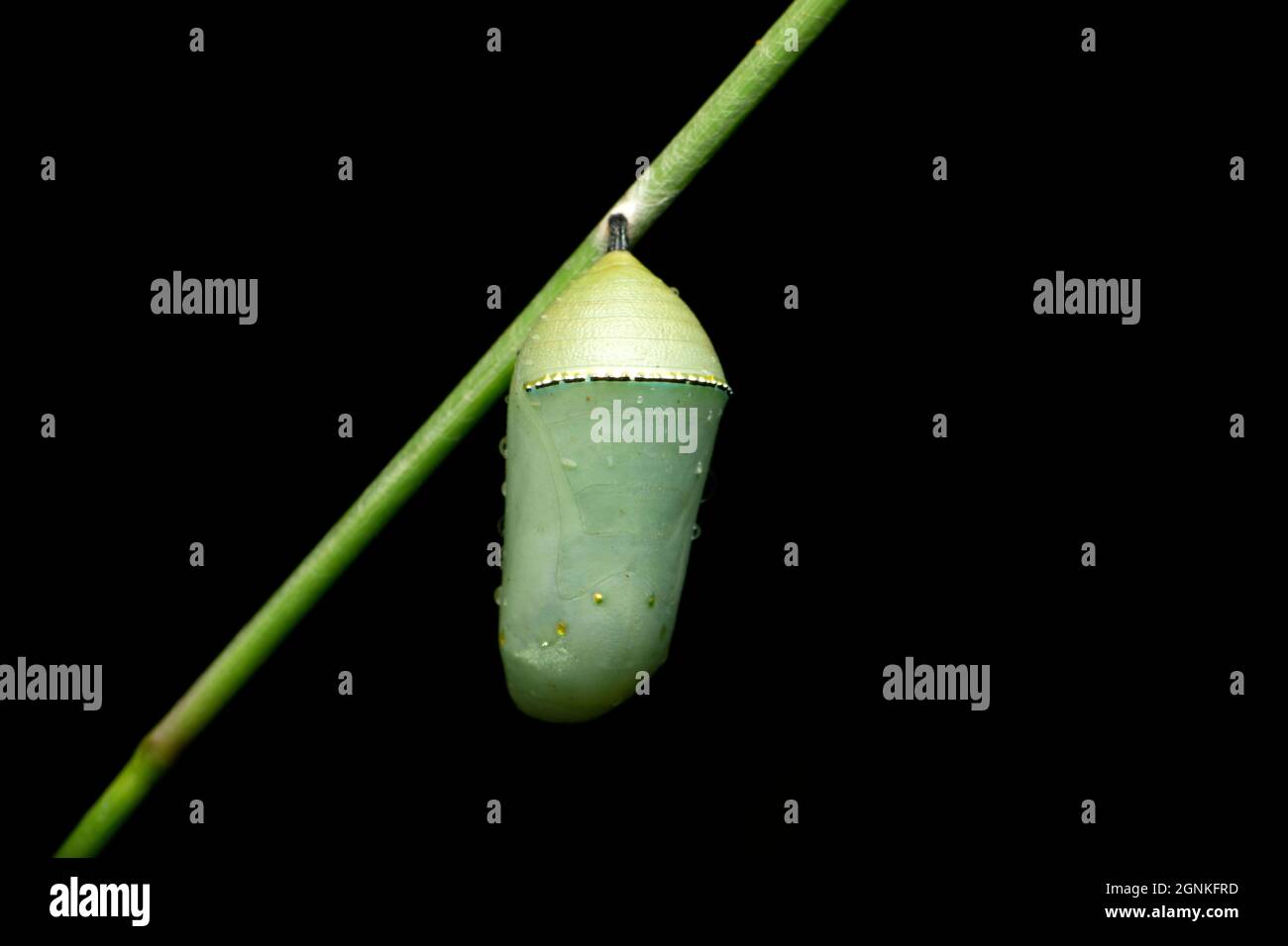 Pupa de papillon tigre, Danaus chrysippus, Satara, Maharashtra, Inde Banque D'Images