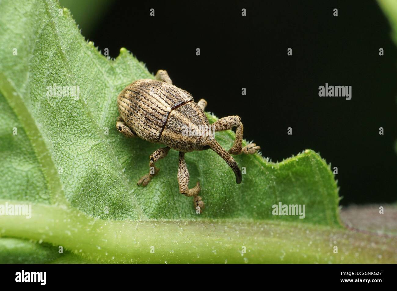 Coléoptère Qui Ravage Le Blé Et Le Riz Stocké Charançon du riz Banque de photographies et d'images à haute résolution -  Alamy
