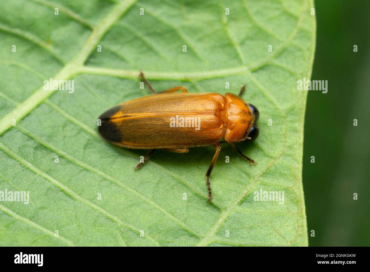 Firefly, espèce Lampyris, Satara, Maharashtra, Inde Banque D'Images