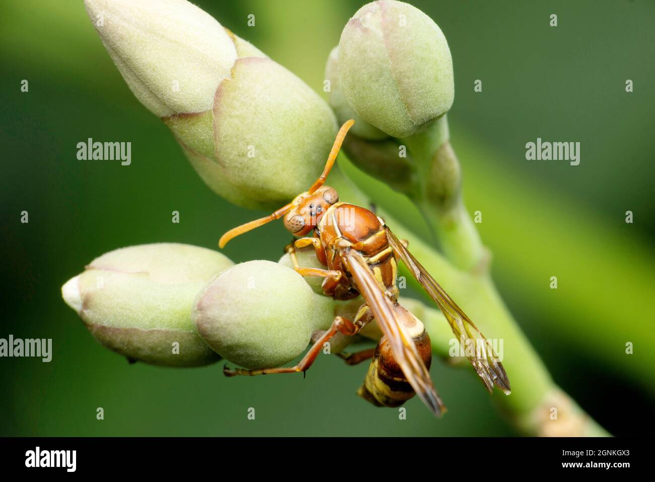 Guêpe sociale, Vespula germanica, Satara, Maharashtra, Inde Banque D'Images