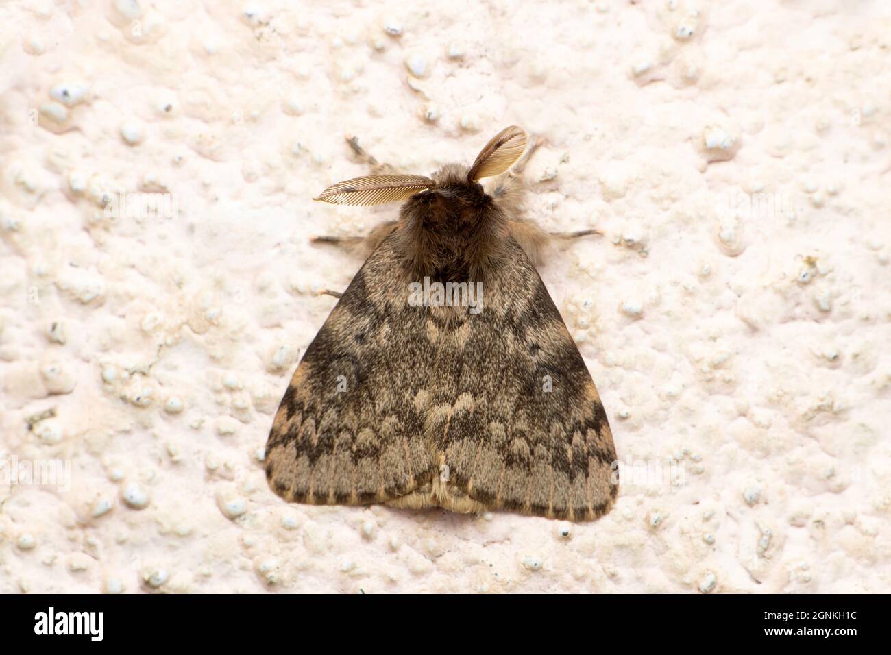 Papillon d'hiver, Operophtera brumata, Satara, Maharashtra, Inde Banque D'Images