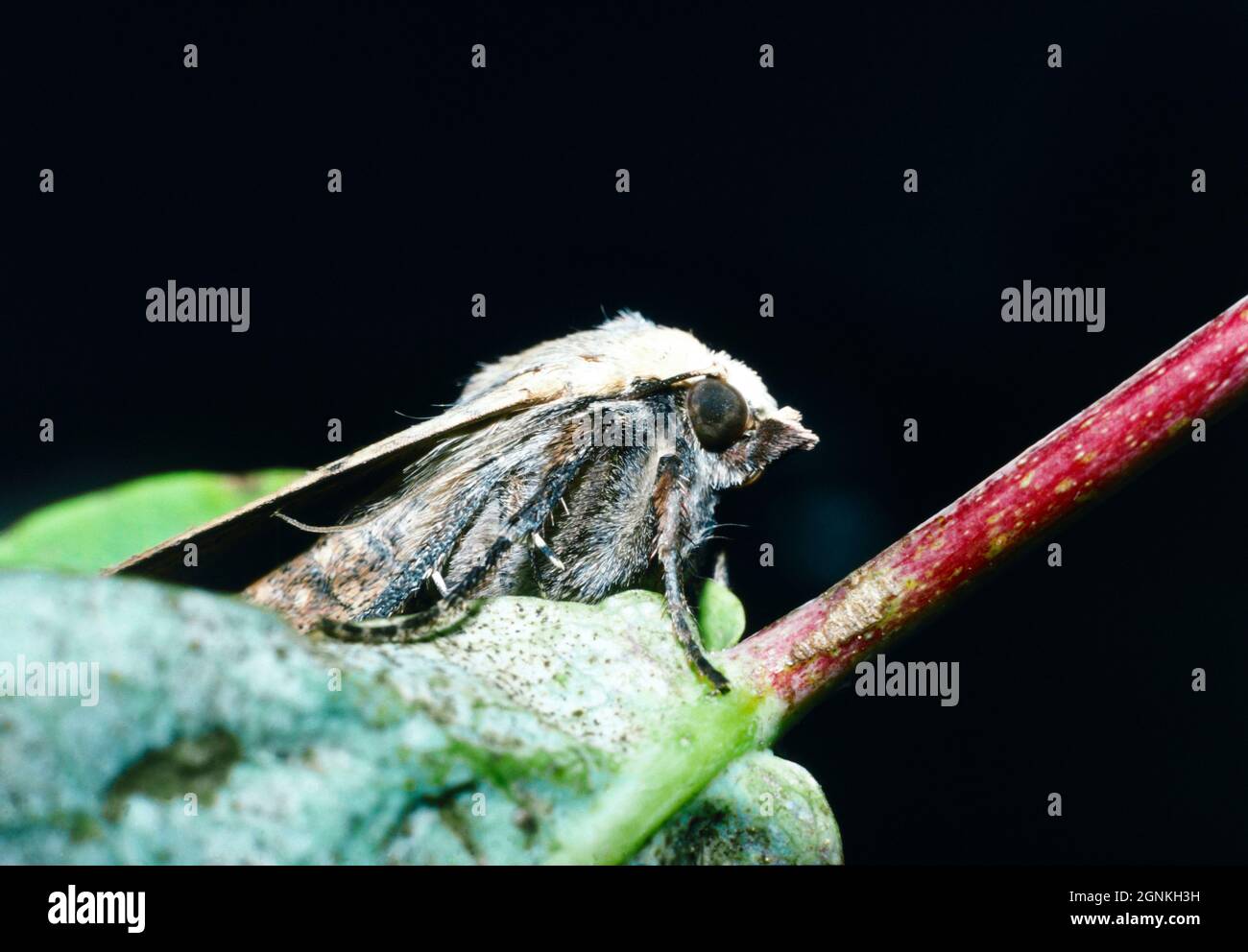 Noctua pronuba - Moth sous-aile jaune. Banque D'Images