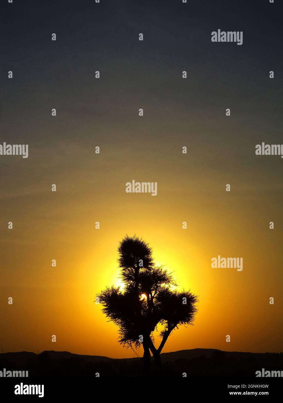 Arbre de Babool, connu sous le nom de gomme arbre arabe, babul, mimosa de l'épine, Vachellia nilotica, Satara, Maharashra, Inde Banque D'Images