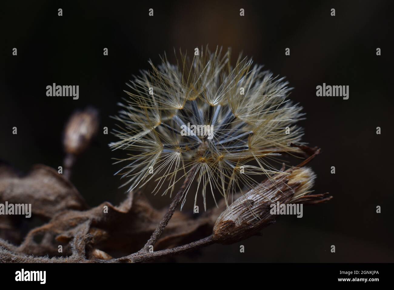 Photo de gros plan de la fleur de soie commune de graines séchées. Chromolaena sp. Banque D'Images