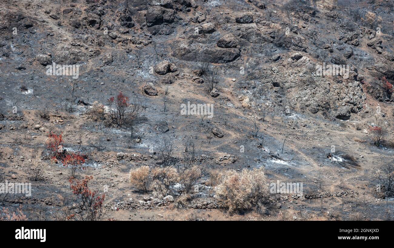 Forêt sur une pente de montagne détruite par un feu de forêt. Arbres brûlés et sol recouvert de cendres Banque D'Images