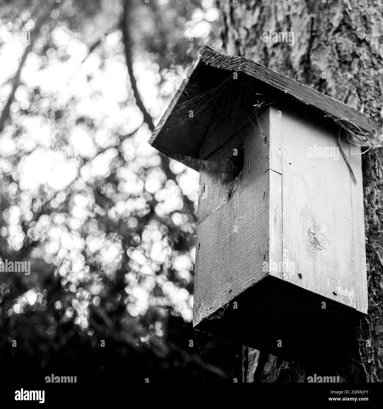 Vue sur Une maison d'oiseau en bois ou une boîte de reproduction fixée à Un arbre sans personne Banque D'Images