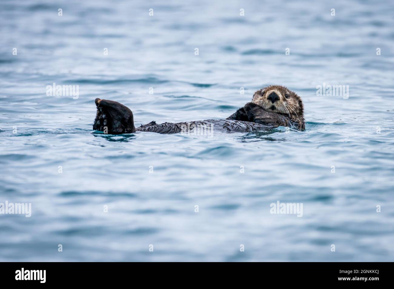 Rivière Otter (Lontra canadensis) nageant au dos à Homer, en Alaska, en hiver Banque D'Images
